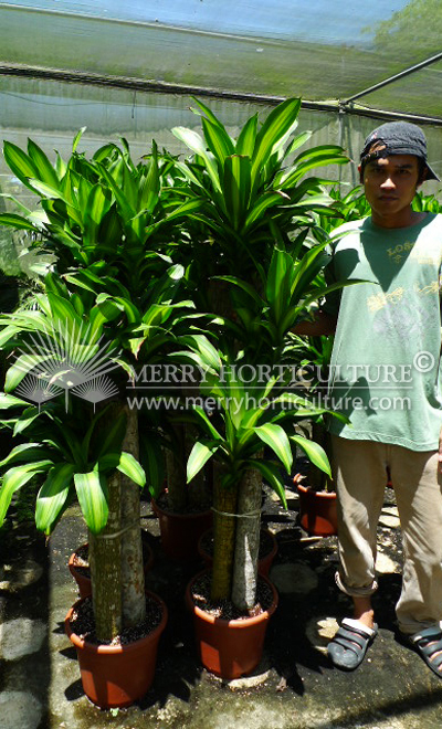 Dracaena fragrans massegeana (3 stem) 1.5m